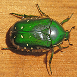 Rhabdotis aulica